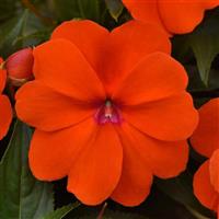 ColorPower™ Orange New Guinea Impatiens