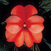 ColorPower™ Orange Flame New Guinea Impatiens