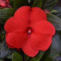 ColorPower™ Red New Guinea Impatiens