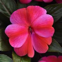 ColorPower™ Red Flame New Guinea Impatiens