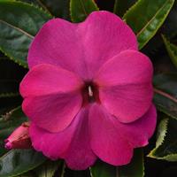 ColorPower™ Violet New Guinea Impatiens