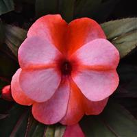 ColorPower™ Coral Flame New Guinea Impatiens