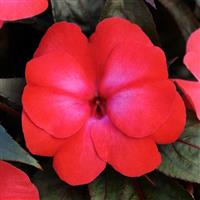 ColorPower™ Dark Pink Flame New Guinea Impatiens