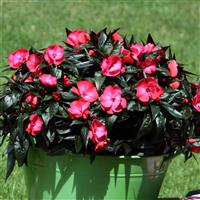 ColorPower™ Dark Pink Flame New Guinea Impatiens