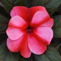 ColorPower™ White Red Flame New Guinea Impatiens