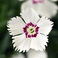 Dianthus Mountain Frost™ White Twinkle