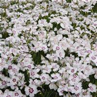 Dianthus Mountain Frost™ White Twinkle