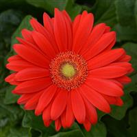 ColorBloom™ Red with Light Eye Gerbera