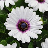 Akila<sup>®</sup> White Purple Eye Osteospermum