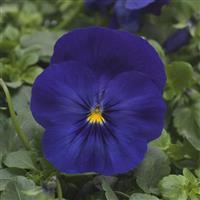 Cool Wave<sup>®</sup> Blue Spreading Pansy