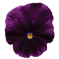 Cool Wave<sup>®</sup> Purple Spreading Pansy