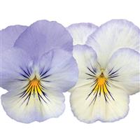 Cool Wave<sup>®</sup> Frost Spreading Pansy