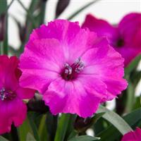 Scully Dianthus