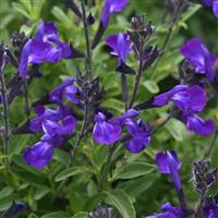 Salvia greggii Mirage™ Blue