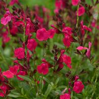 Salvia greggii Mirage™ Neon Rose