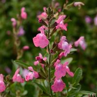 Salvia greggii Mirage™ Pink