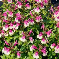 Salvia greggii Mirage™ Rose Bicolor