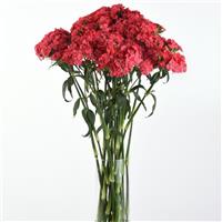 Sweet™ Coral Dianthus