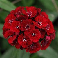 Sweet™ Red Dianthus