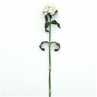 Sweet™ White Dianthus