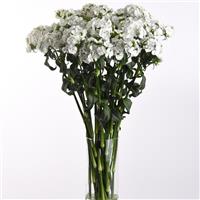 Sweet™ White Dianthus