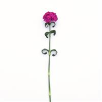Sweet™ Neon Purple Dianthus