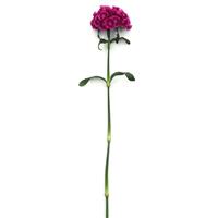 Sweet™ Magenta Bicolor Dianthus