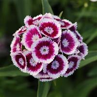 Sweet™ Purple White Bicolor Dianthus
