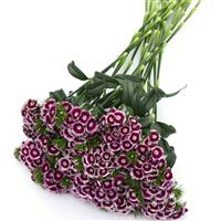 Sweet™ Purple White Bicolor Dianthus