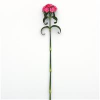 Sweet™ Deep Pink Maxine Dianthus