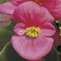 Prelude Plus Rose Begonia