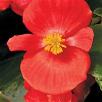 Prelude Plus Scarlet Begonia
