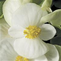 Prelude Plus White Begonia