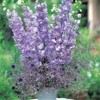Aurora Lavender Delphinium