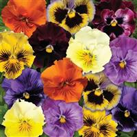 Frizzle Sizzle Mixture Pansy