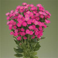 Nina Plus Pink Cut Flower Aster