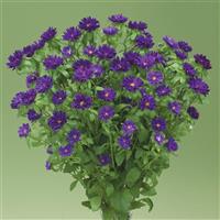 Nina Plus Purple Cut Flower Aster