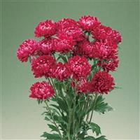 Optimo Red Cut Flower Aster