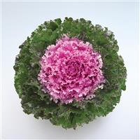 Crystal Pink Flowering Kale