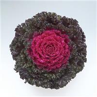 Crystal Deep Red Flowering Kale