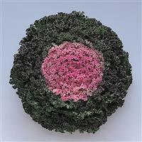Kamome Pink Flowering Kale