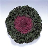 Kamome Red Flowering Kale