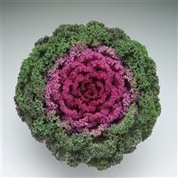 Kamome Bright Red Flowering Kale