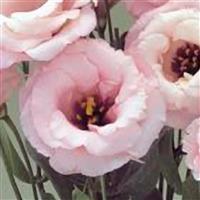 Arena 3 Baby Pink Lisianthus