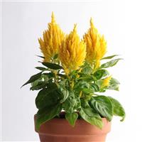 First Flame™ Yellow Celosia