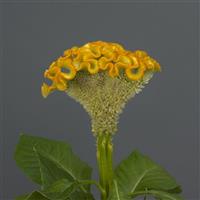 Neo™ Gold Improved Celosia