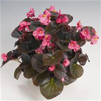 Cocktail Tequila Begonia