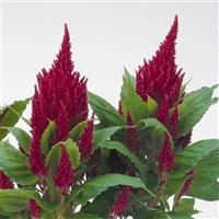 Fresh Look Red Celosia
