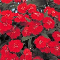 Telstar Scarlet Dianthus