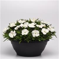 Coronet™ White Dianthus